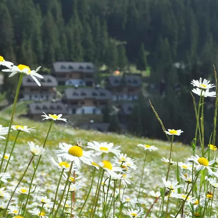 Mountain Paradise Golte