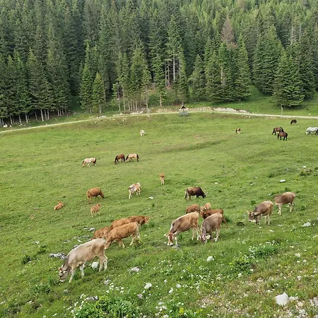 Mountain Paradise Golte