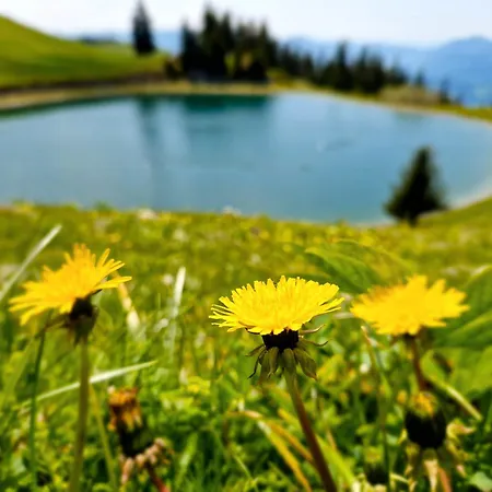 Mountain Paradise Golte Apartamento Mozirje