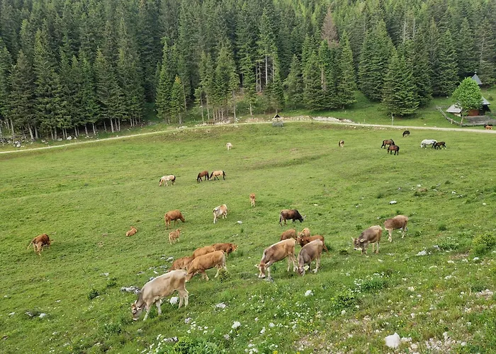 Mountain Paradise Golte